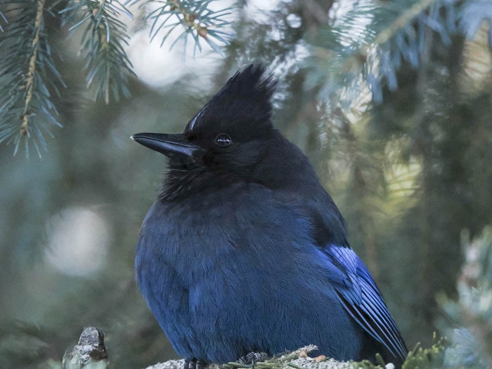 Steller's Jay - ML647100435