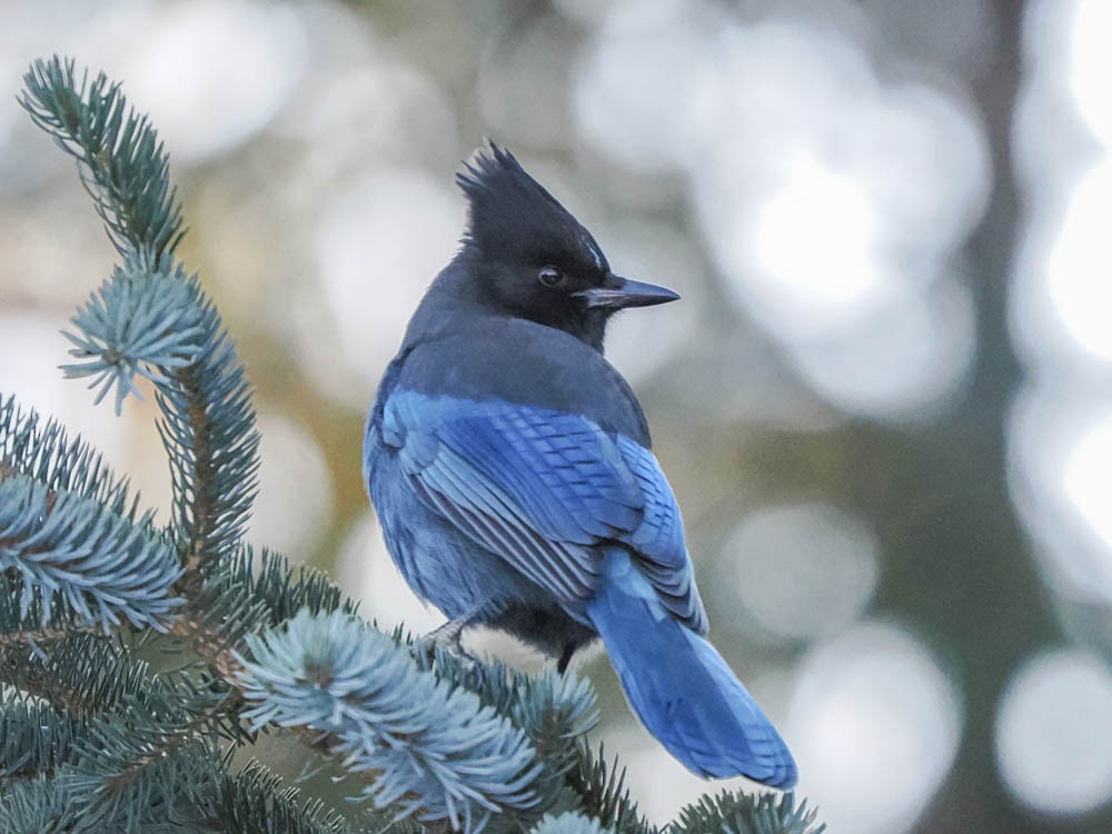 Steller's Jay - ML647100436