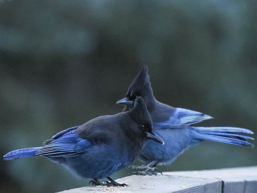 Steller's Jay - ML647100437