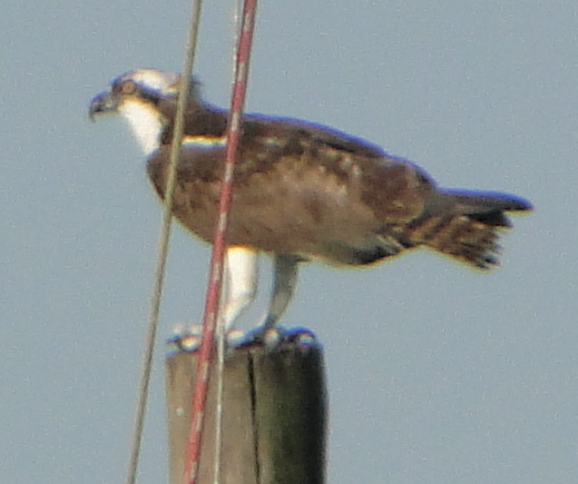 שלך - ML647100446