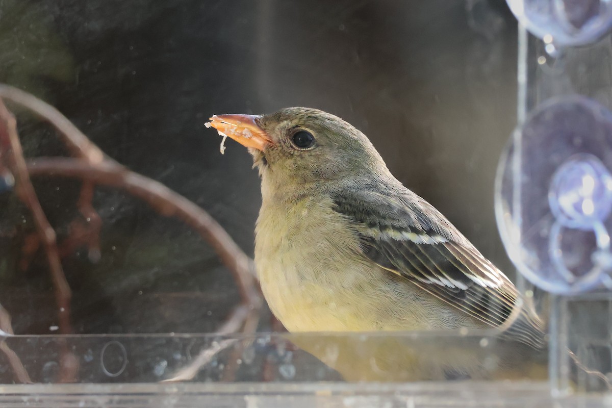 Western Tanager - ML647100450