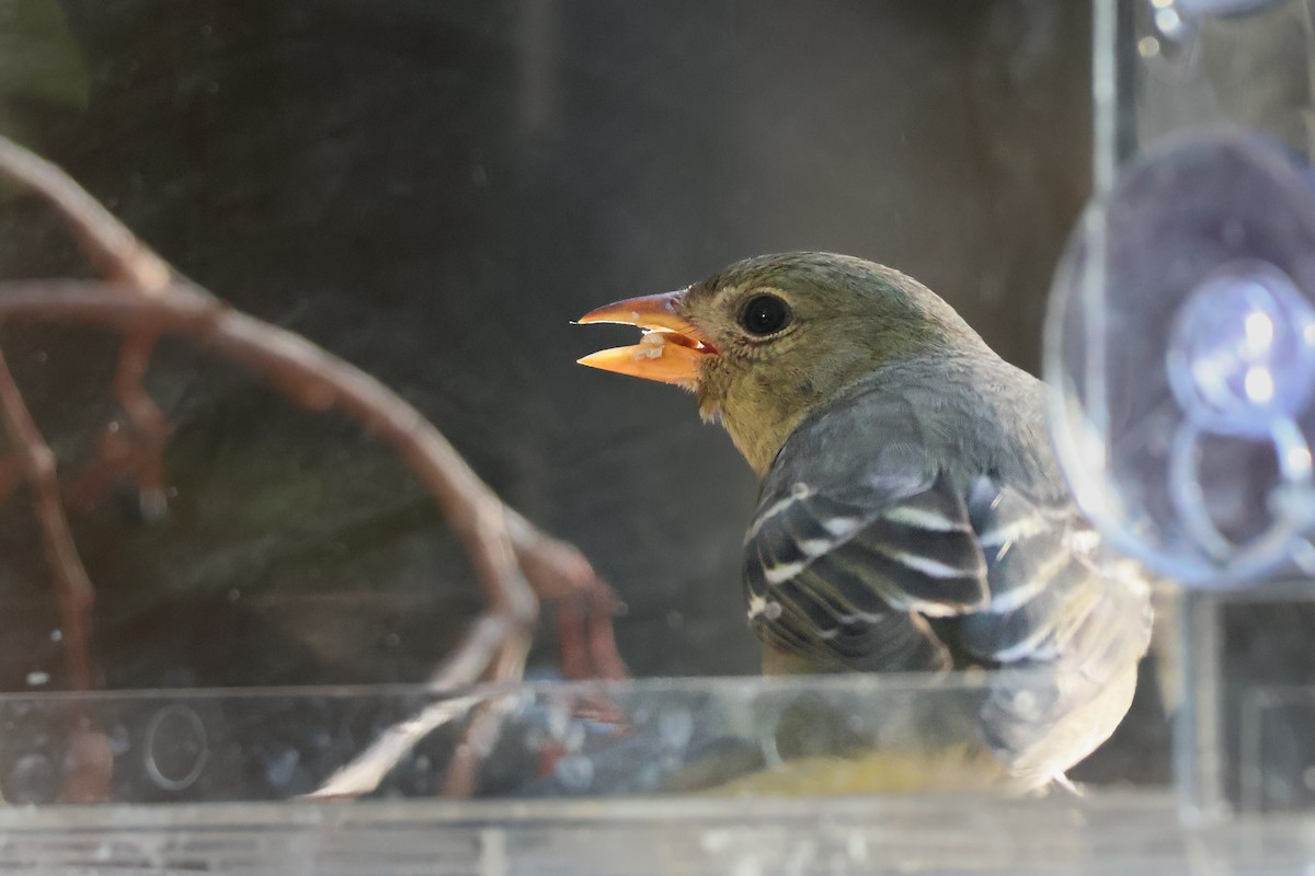 Western Tanager - ML647100451