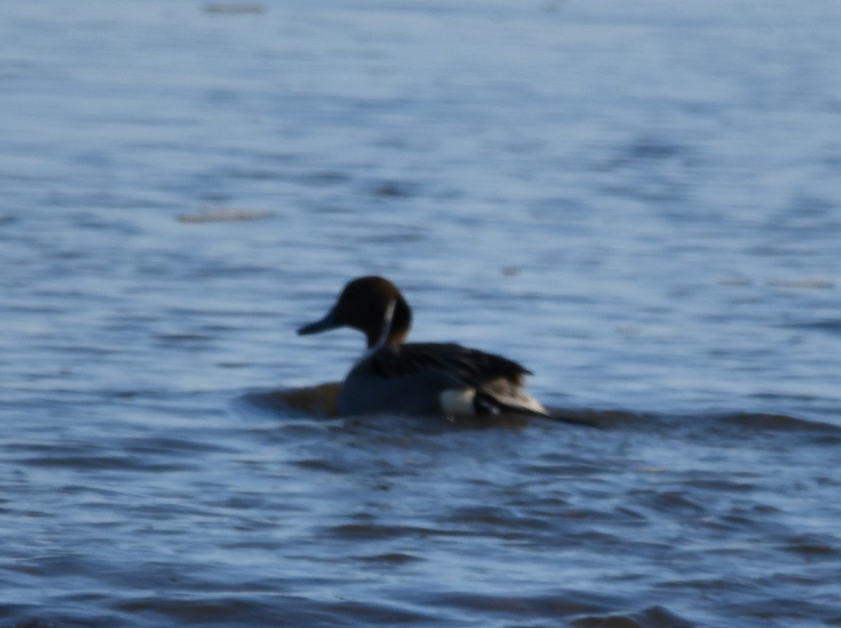Northern Pintail - ML647100453