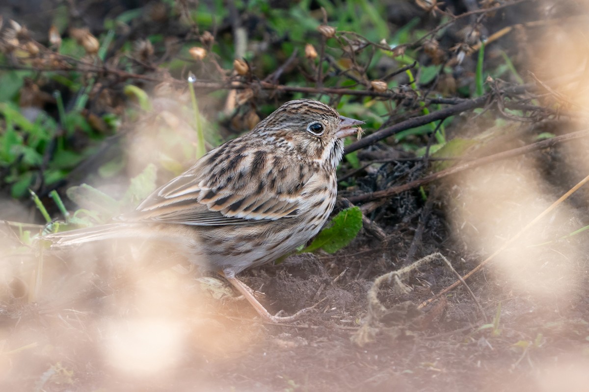 Vesper Sparrow - ML647100458