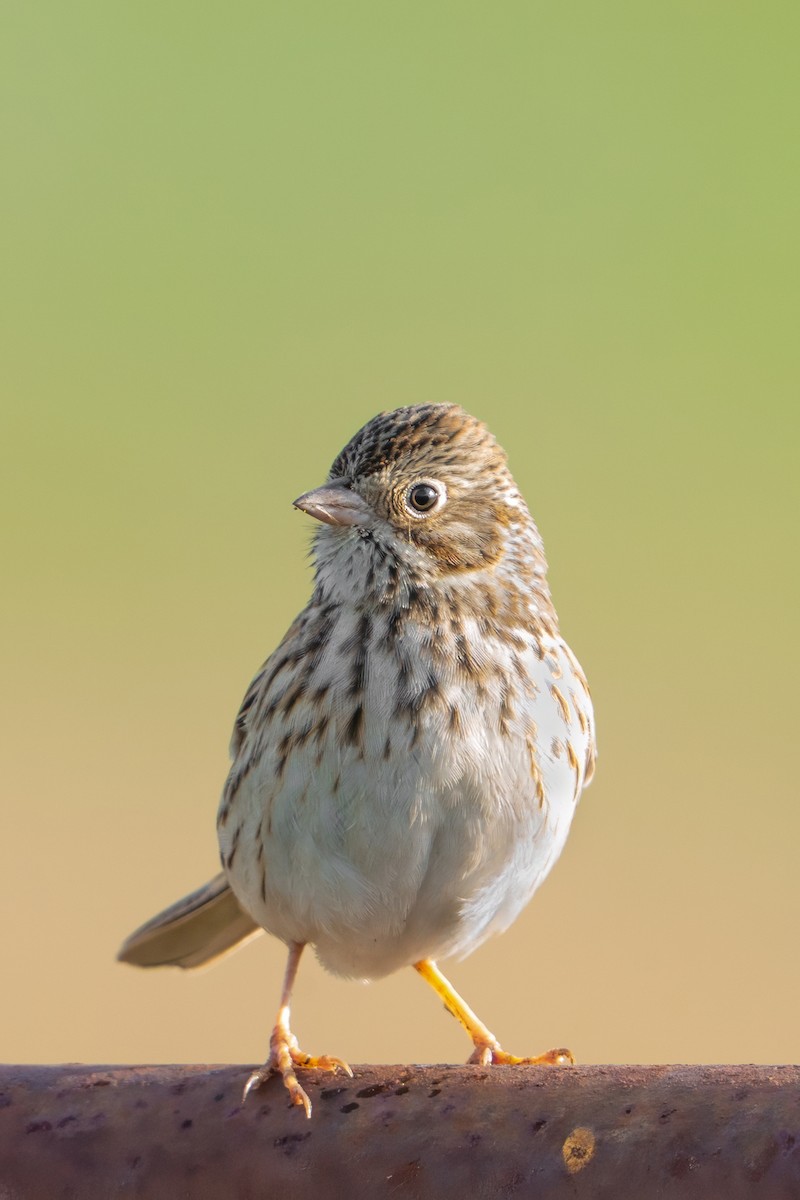Vesper Sparrow - ML647100459