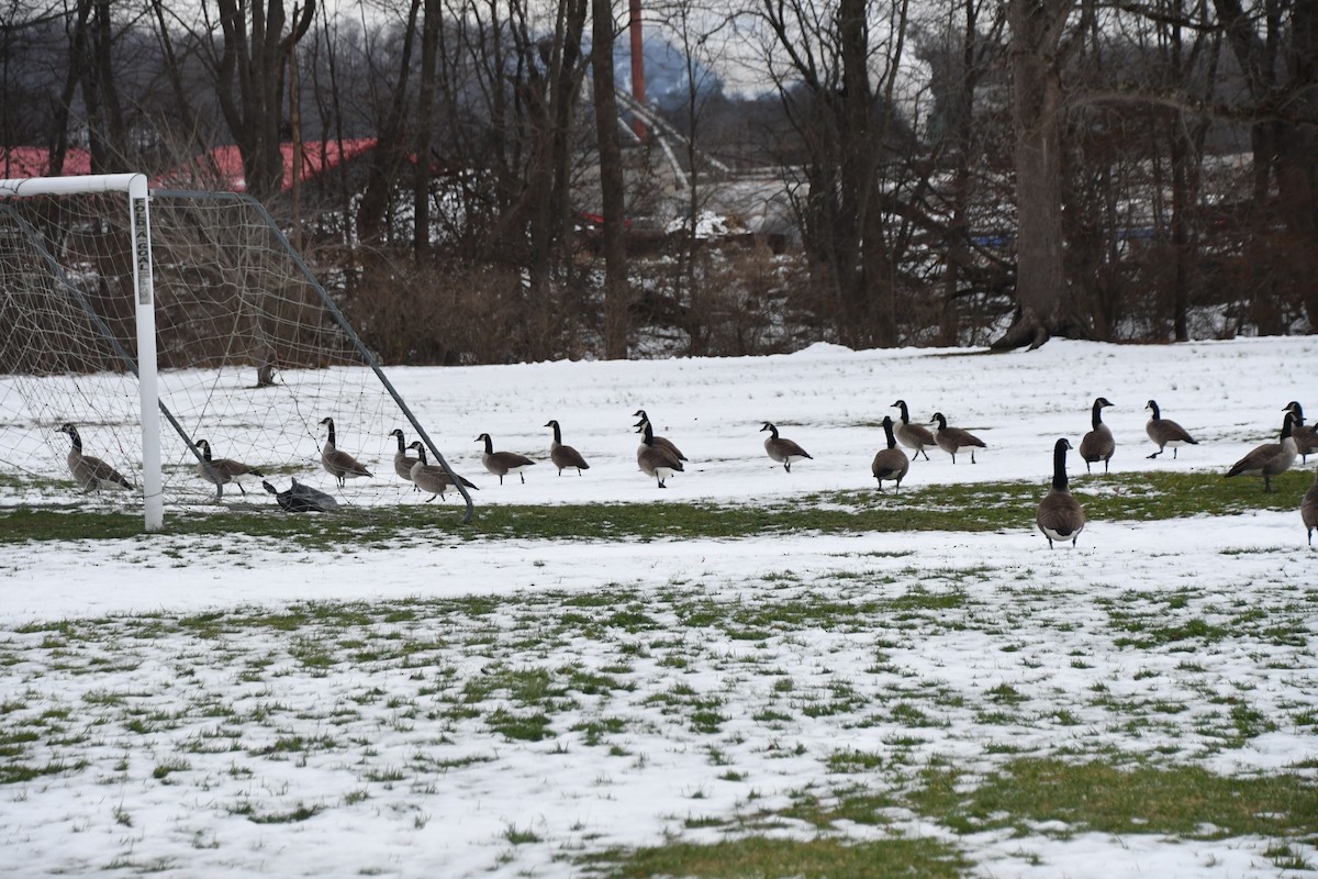 Canada Goose - ML647100460