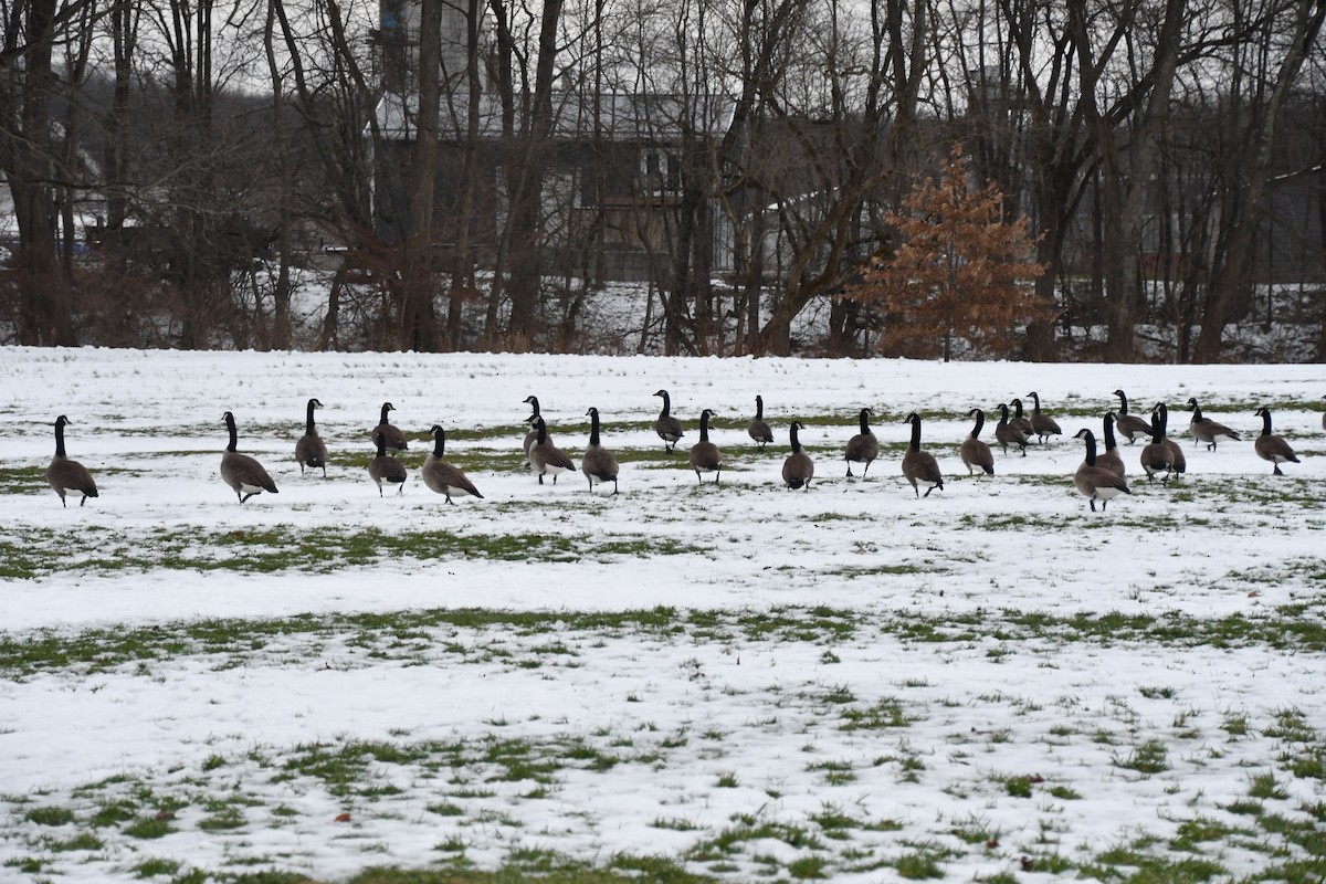 Canada Goose - ML647100461