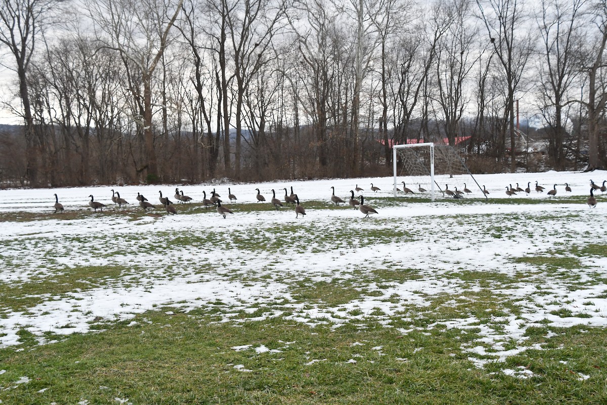 Canada Goose - ML647100462