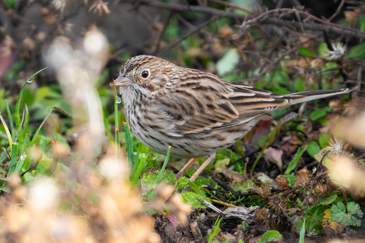 Vesper Sparrow - ML647100463