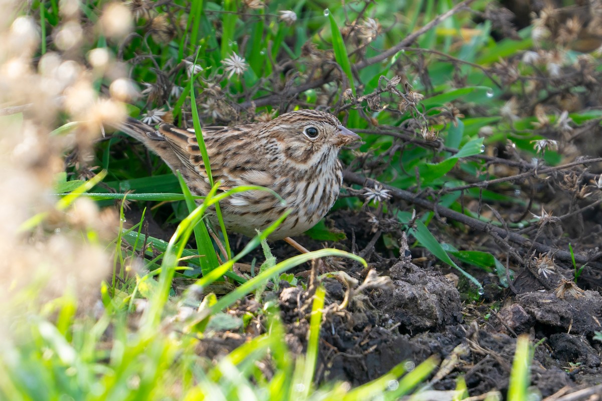Vesper Sparrow - ML647100464