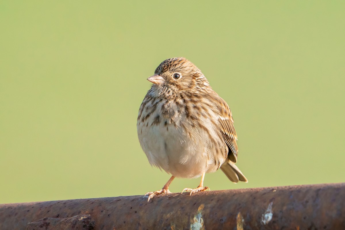 Vesper Sparrow - ML647100465