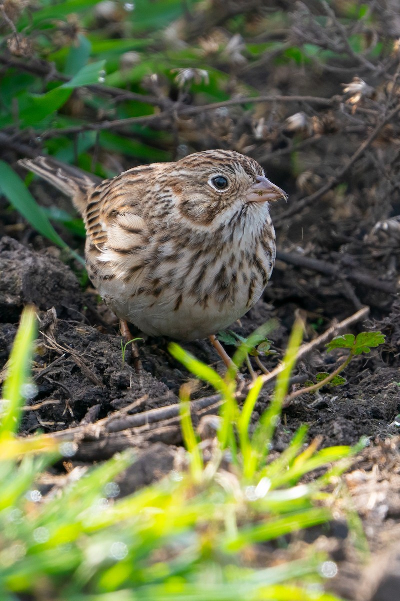 Vesper Sparrow - ML647100466
