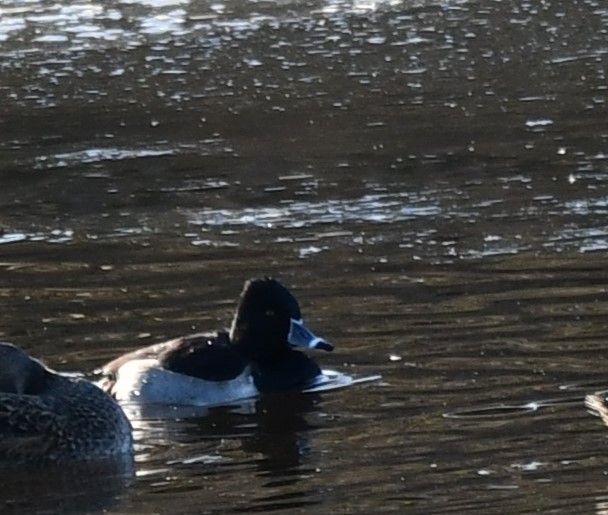 Ring-necked Duck - ML647100467