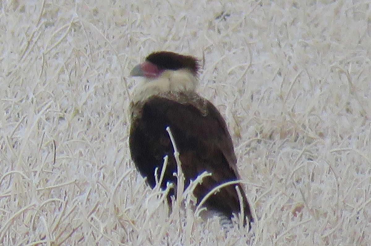 gribbkarakara (cheriway) - ML647100471