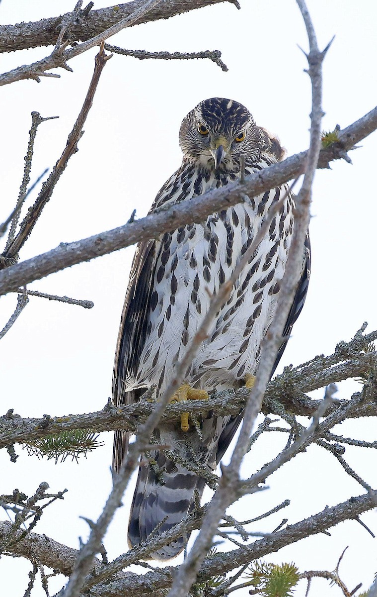 American Goshawk - ML647100473