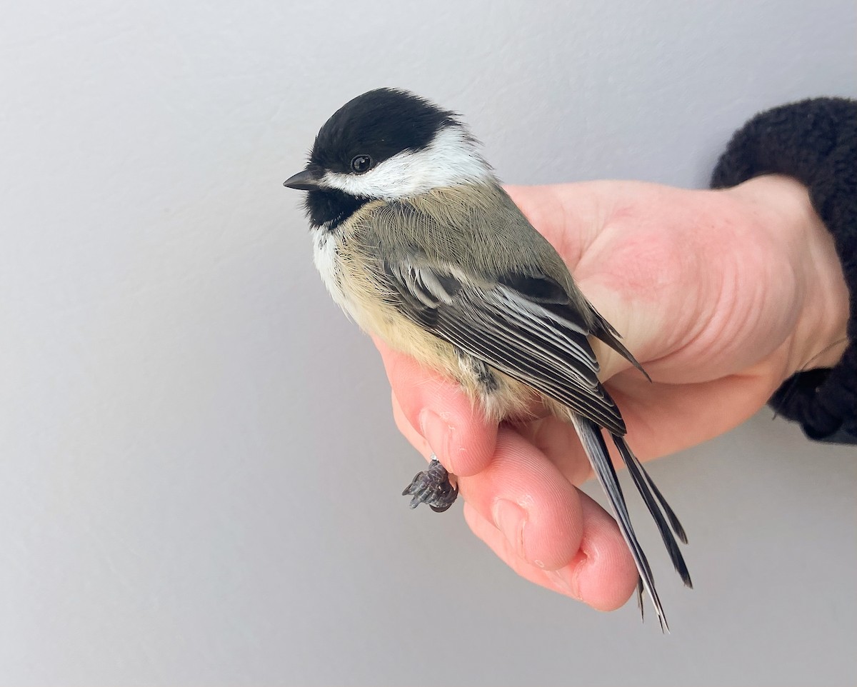 Гаїчка світлокрила - ML647100477