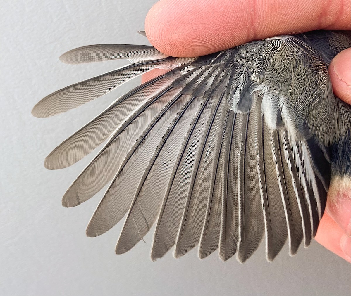 Гаїчка світлокрила - ML647100478