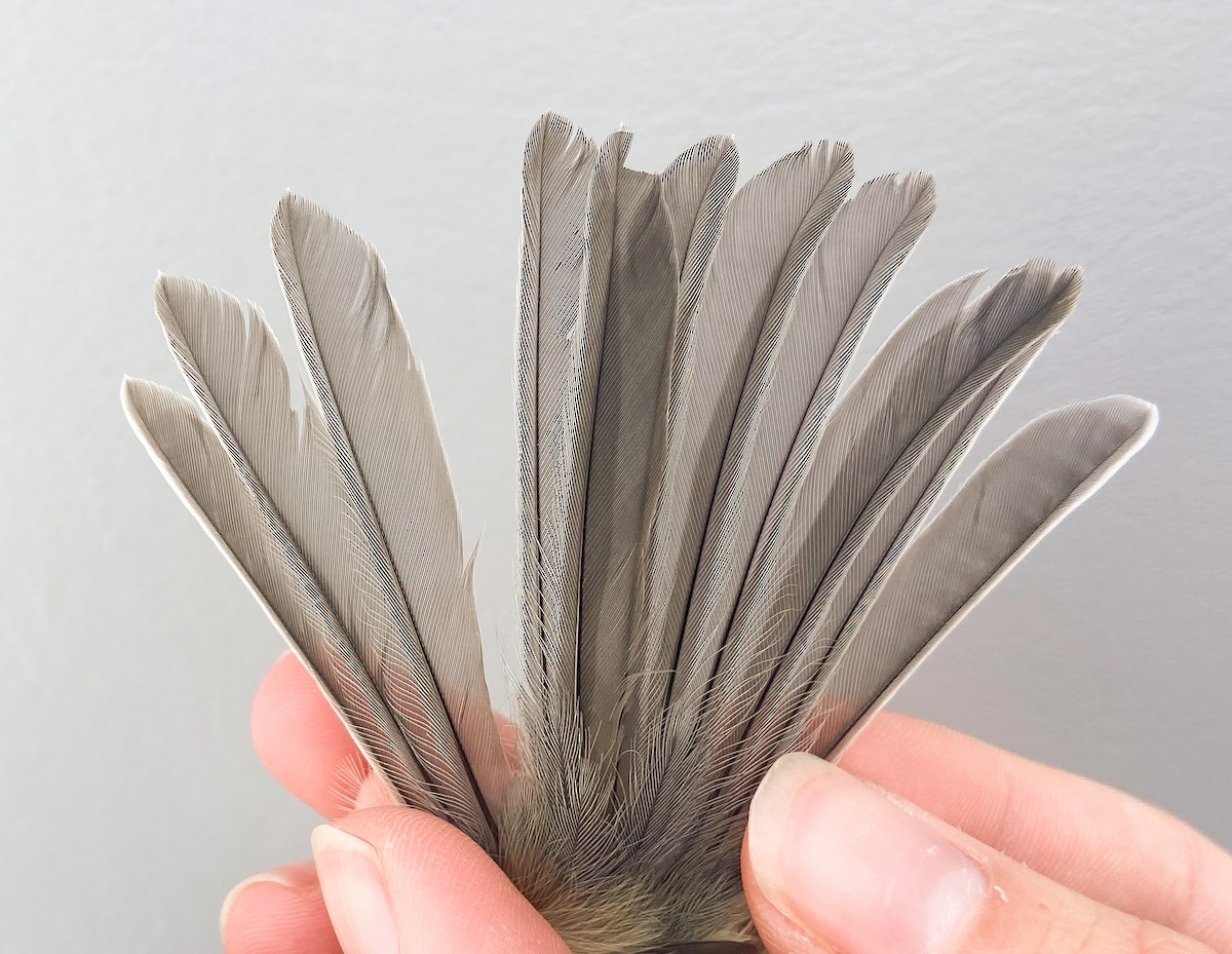 Гаїчка світлокрила - ML647100479