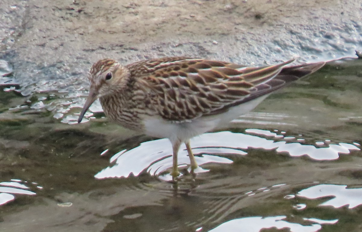 Pectoral Sandpiper - ML647100482