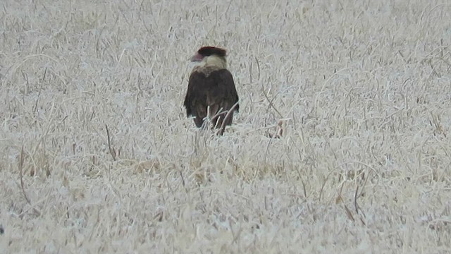Crested Caracara (Northern) - ML647100483