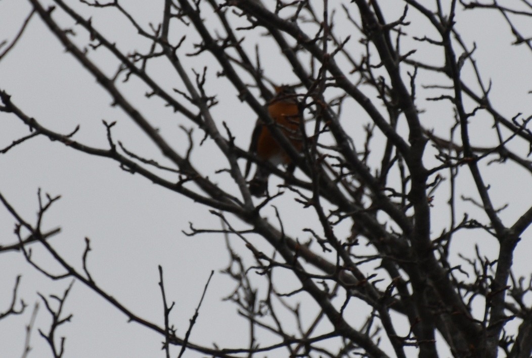 American Robin (migratorius Group) - ML647100484