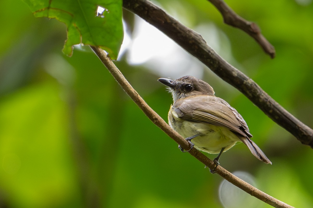 Gray Whistler (Gray-headed) - ML647100485
