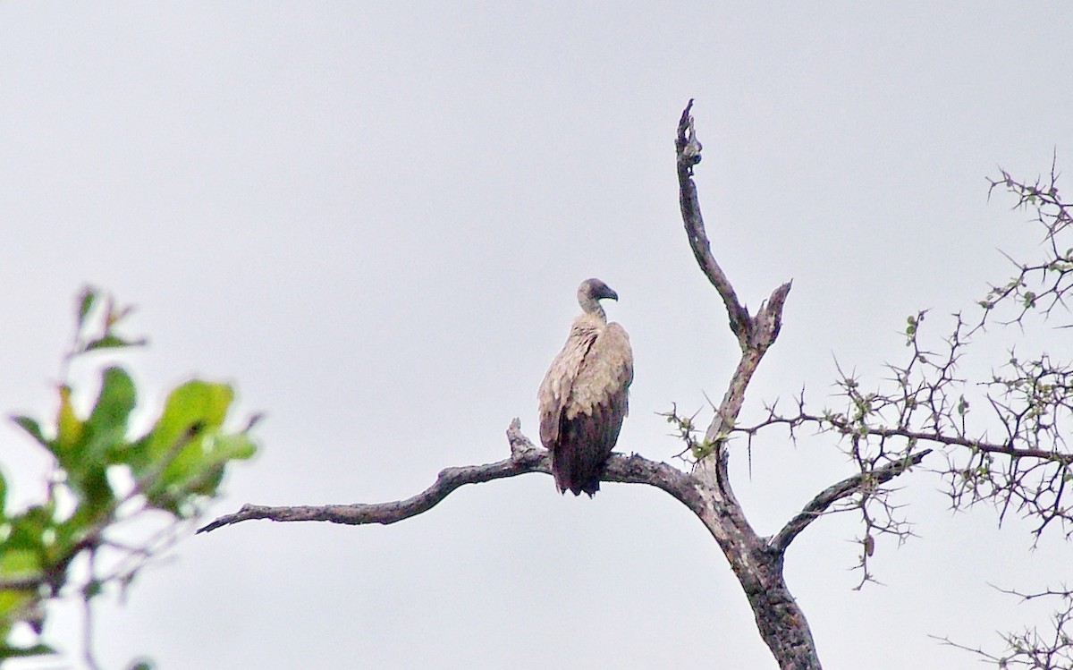 Buitre Dorsiblanco Africano - ML647100490