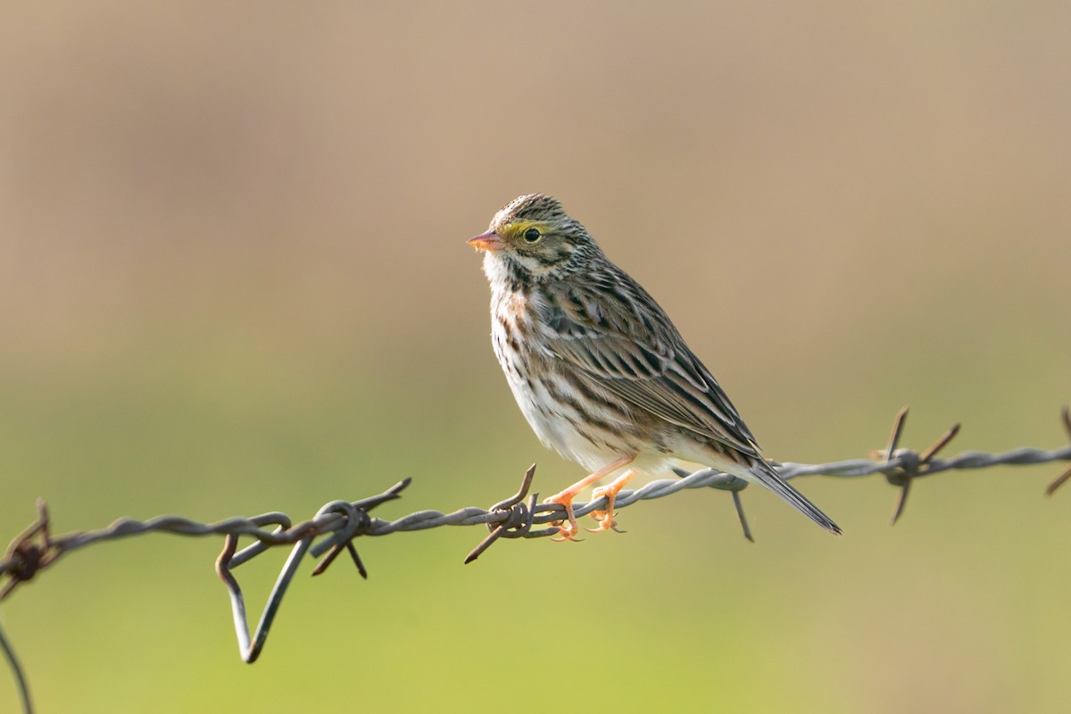 Пасовник савановий - ML647100492