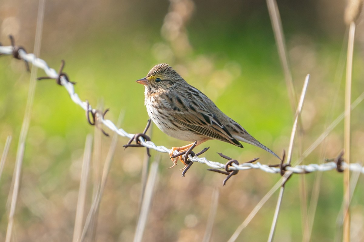 Savannah Sparrow - ML647100493