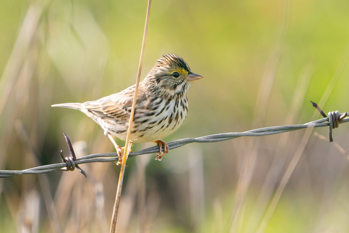 Пасовник савановий - ML647100494