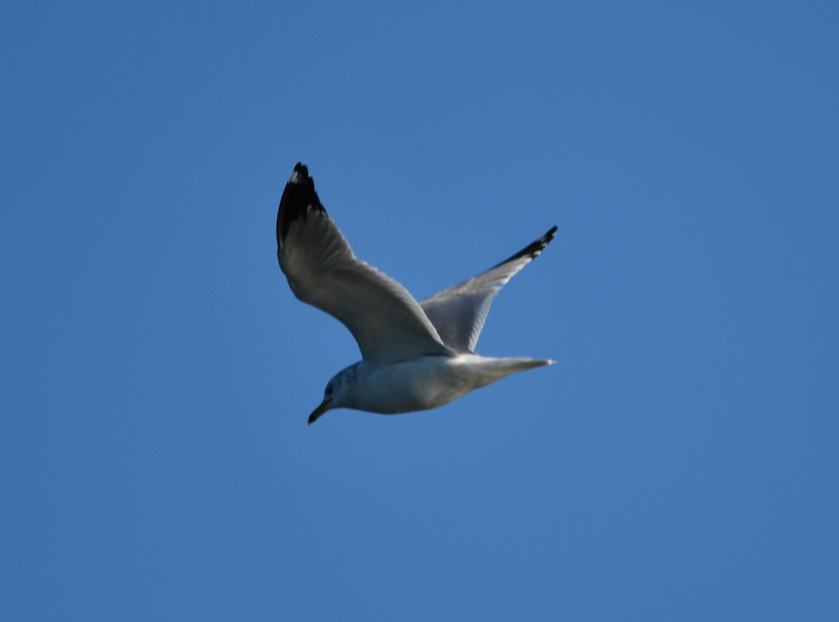Ring-billed Gull - ML647100496