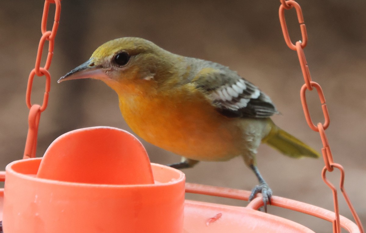 Baltimoretrupial - ML647100498