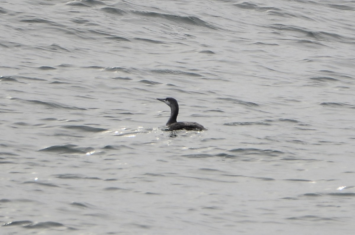 Sterntaucher - ML647100500