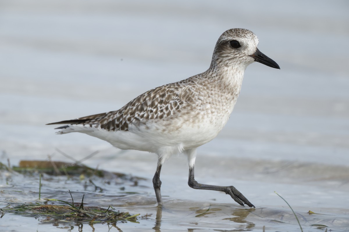 Pivieressa - ML647100501