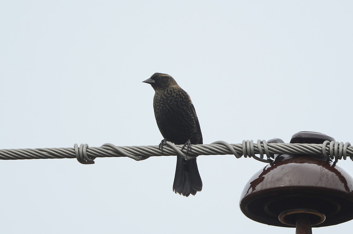 Rotflügelstärling - ML647100502