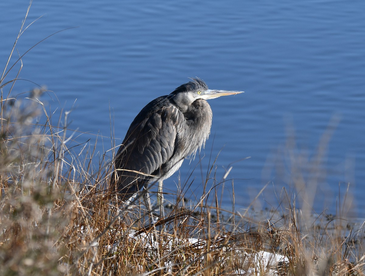 Great Blue Heron - ML647100504