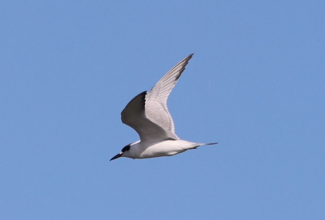 メリケンアジサシ - ML647100511