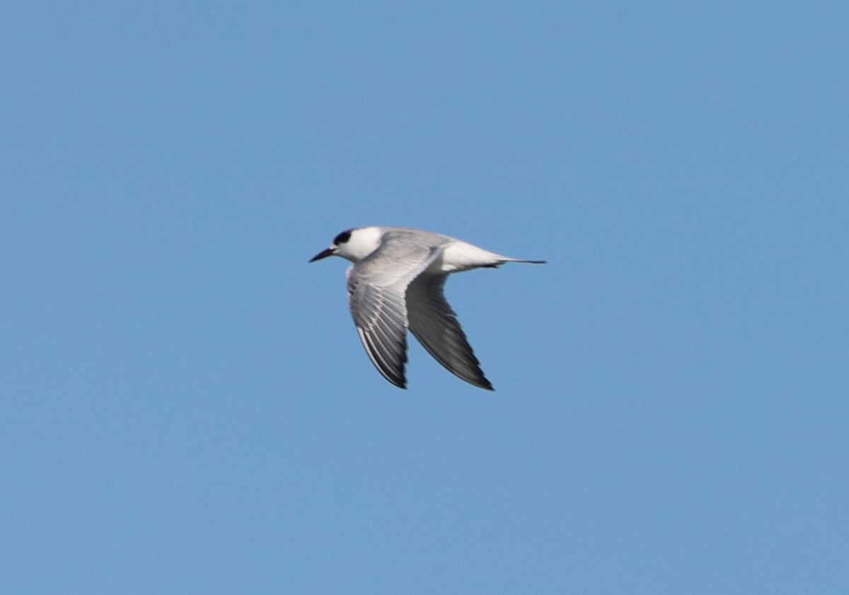 メリケンアジサシ - ML647100512