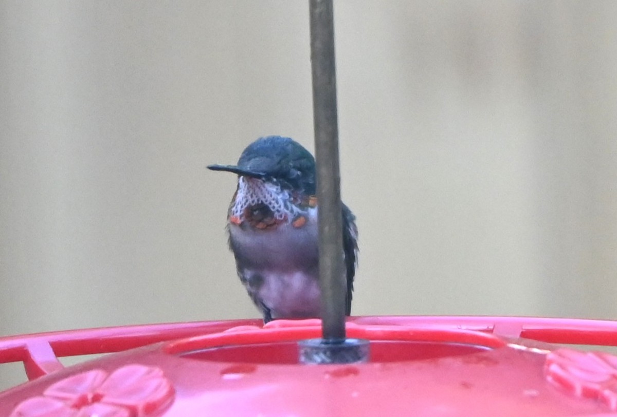 Ruby-throated Hummingbird - ML647100515