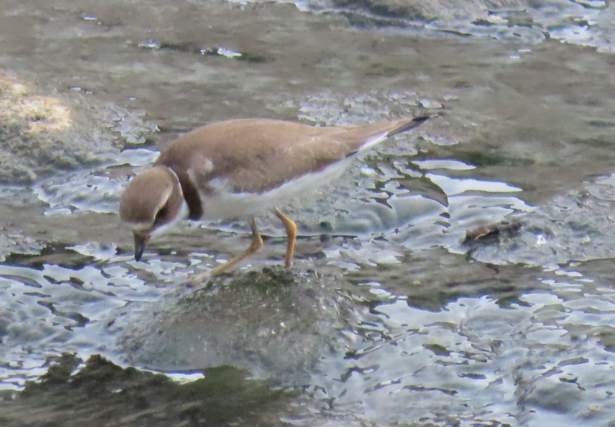 Semipalmated Plover - ML647100516