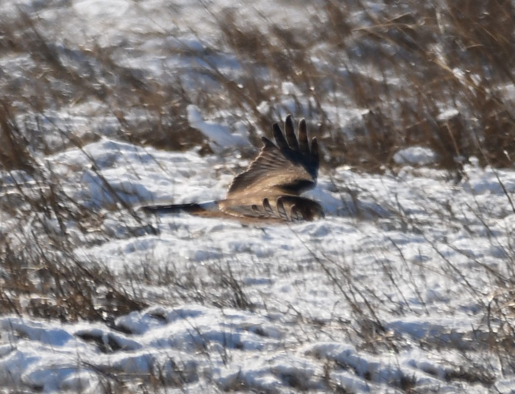 Northern Harrier - ML647100524
