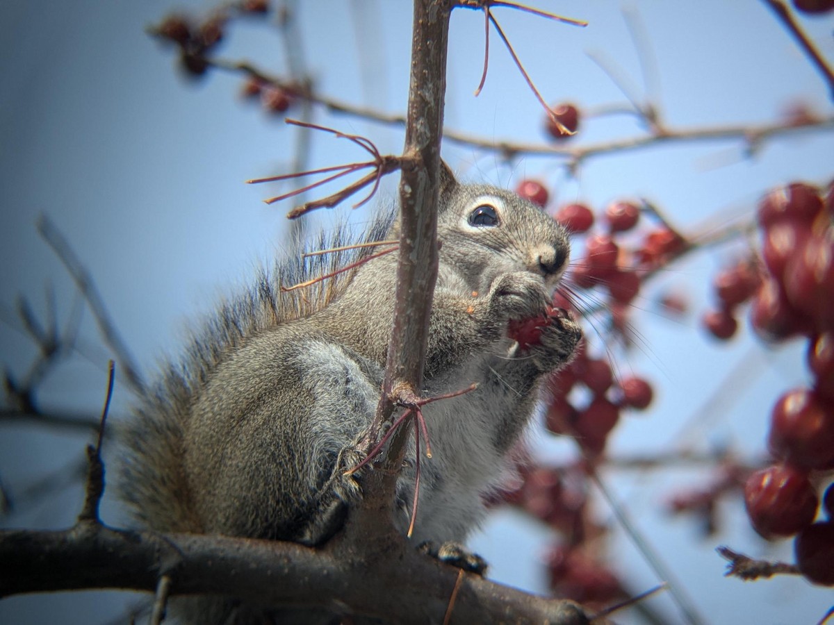 Gemeines Rothörnchen - ML647100526
