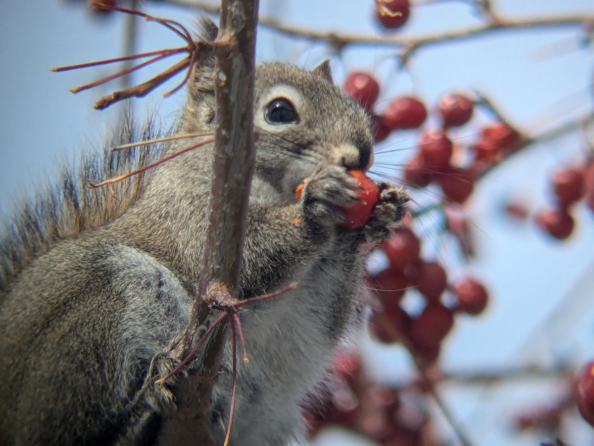 Gemeines Rothörnchen - ML647100530