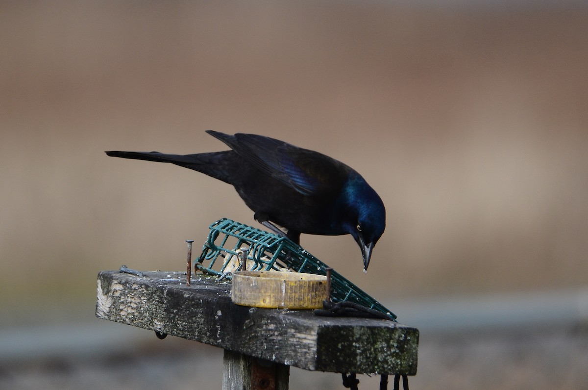 Purpurgrackel - ML647100531