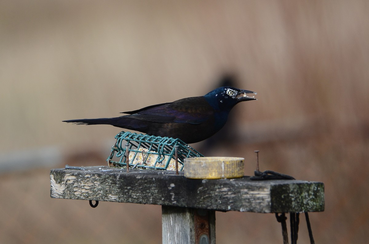 Purpurgrackel - ML647100532