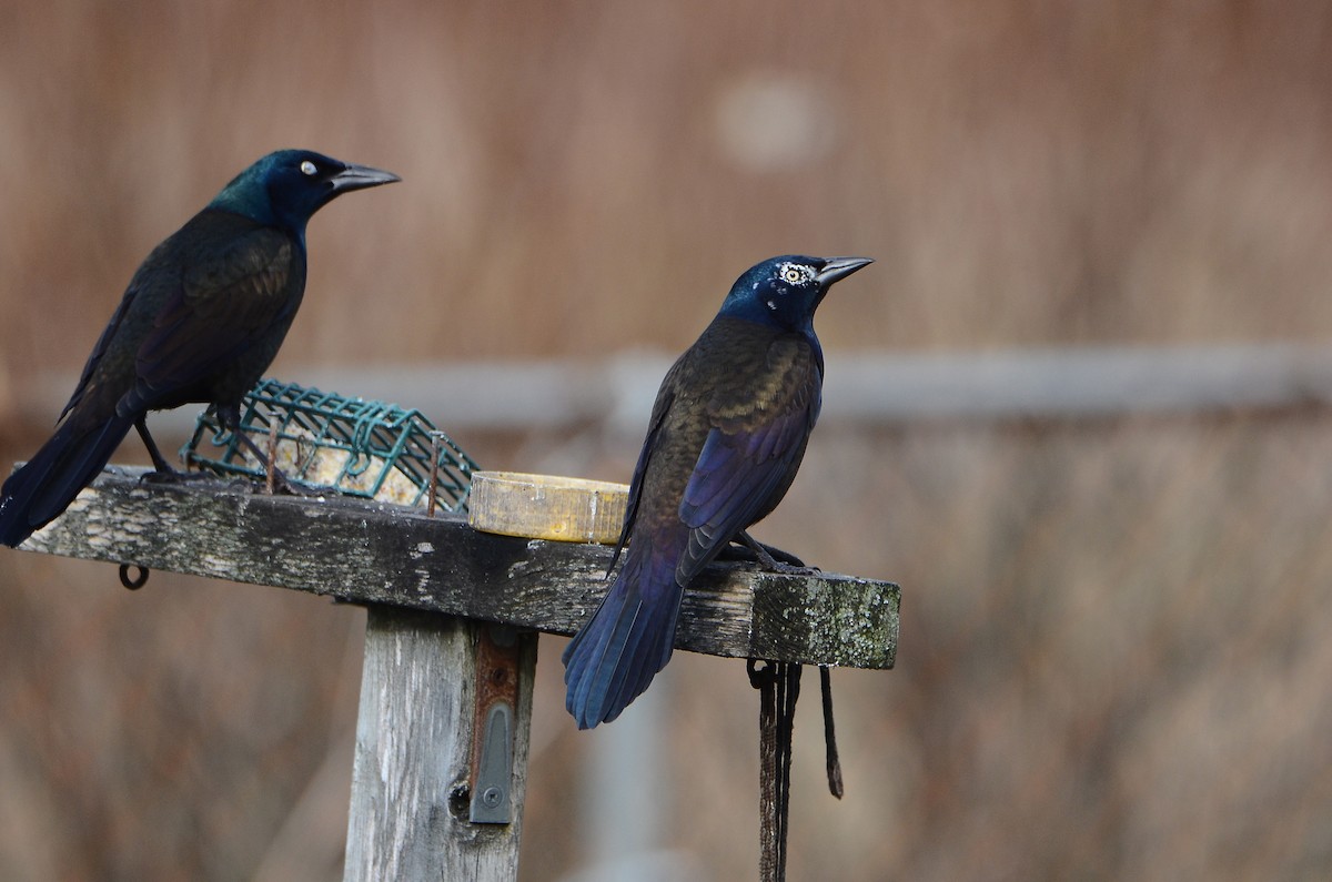 Purpurgrackel - ML647100533