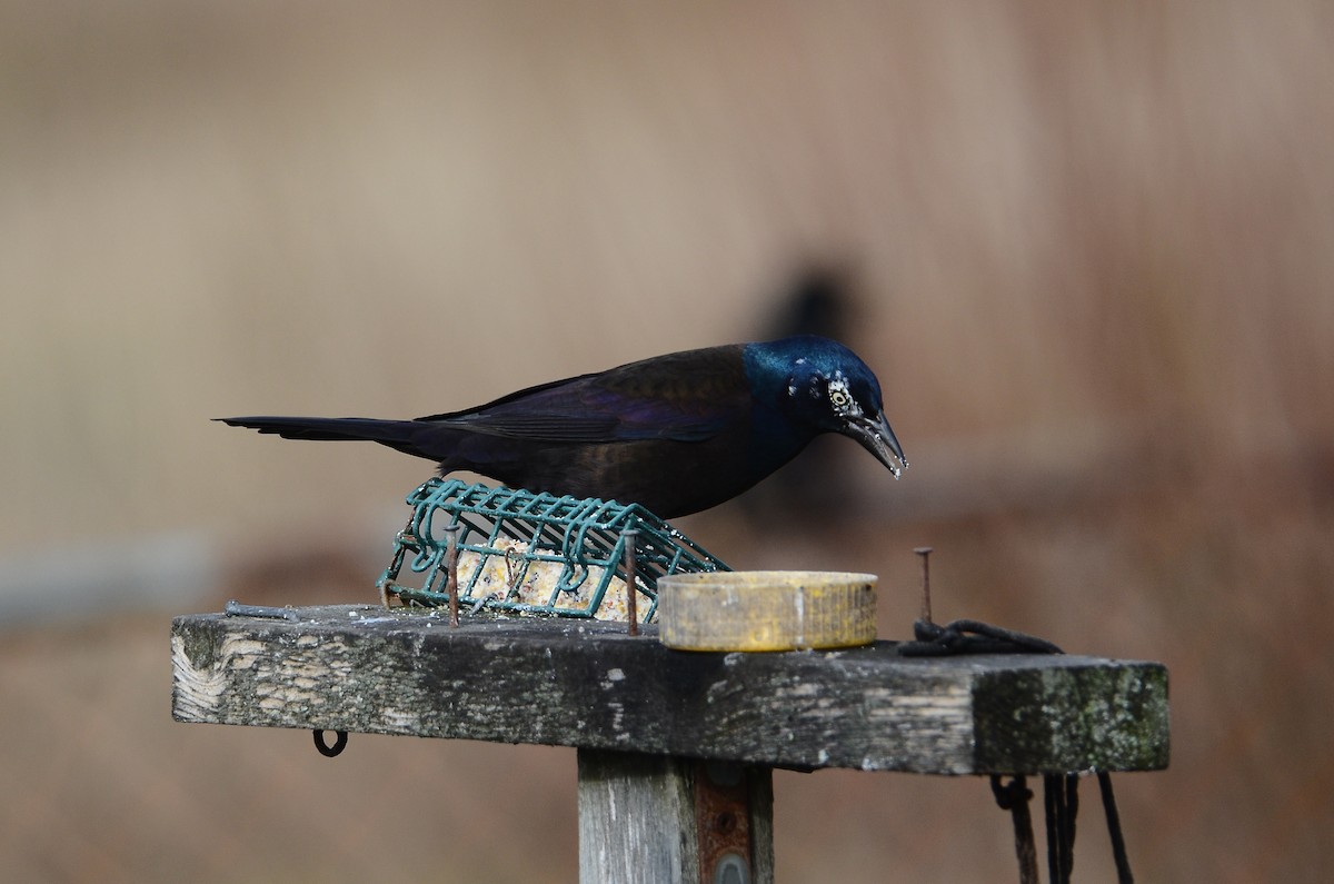 Purpurgrackel - ML647100534