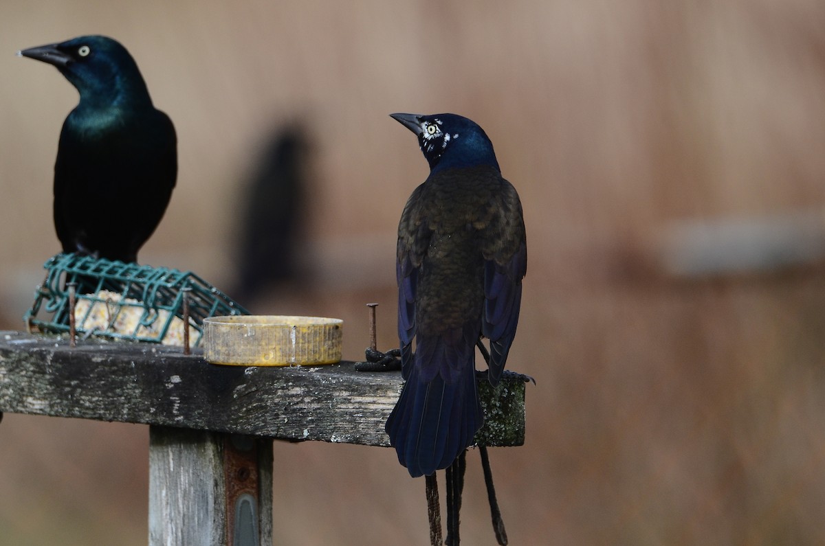 Purpurgrackel - ML647100535