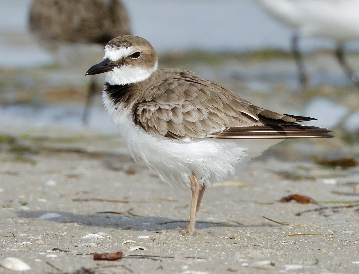 Wilson's Plover - ML647100538