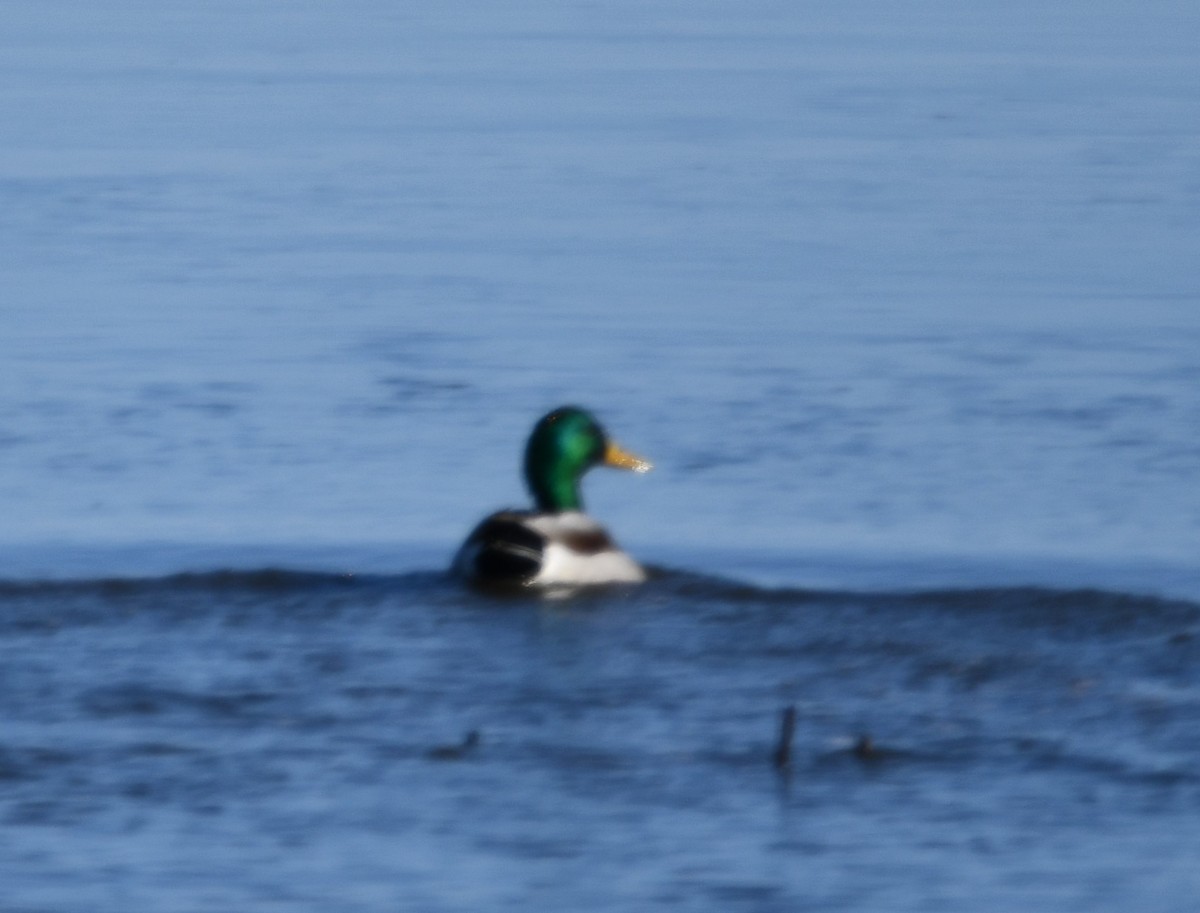 Mallard - ML647100543